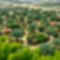 Aerial view of Nad Al Sheba Mini Forest showcasing its lush greenery.